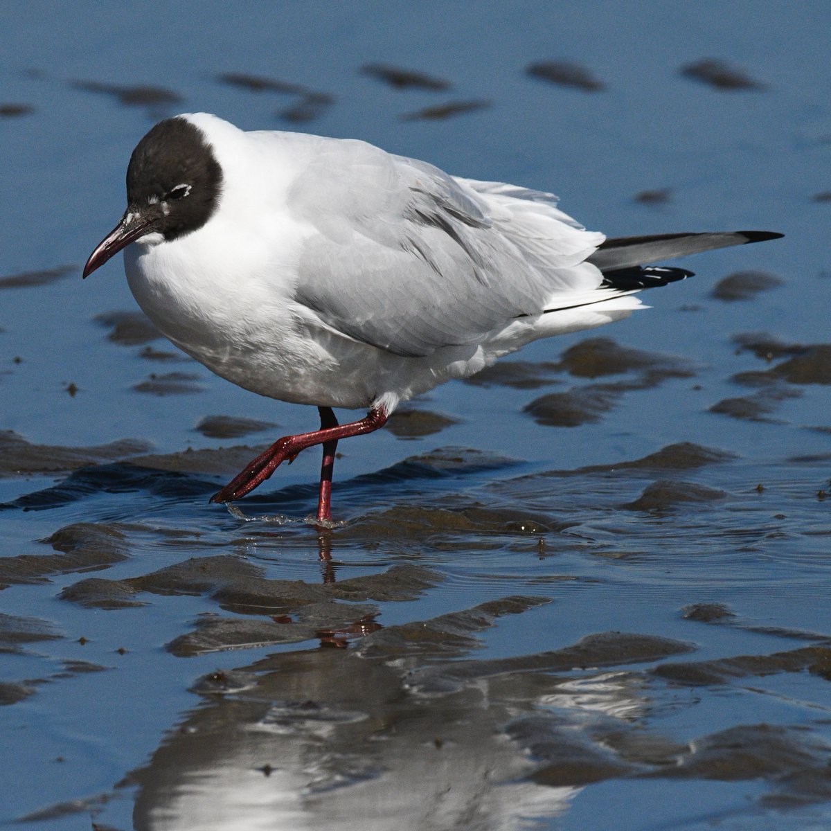 Sharon Ní Bhaoill tweet media