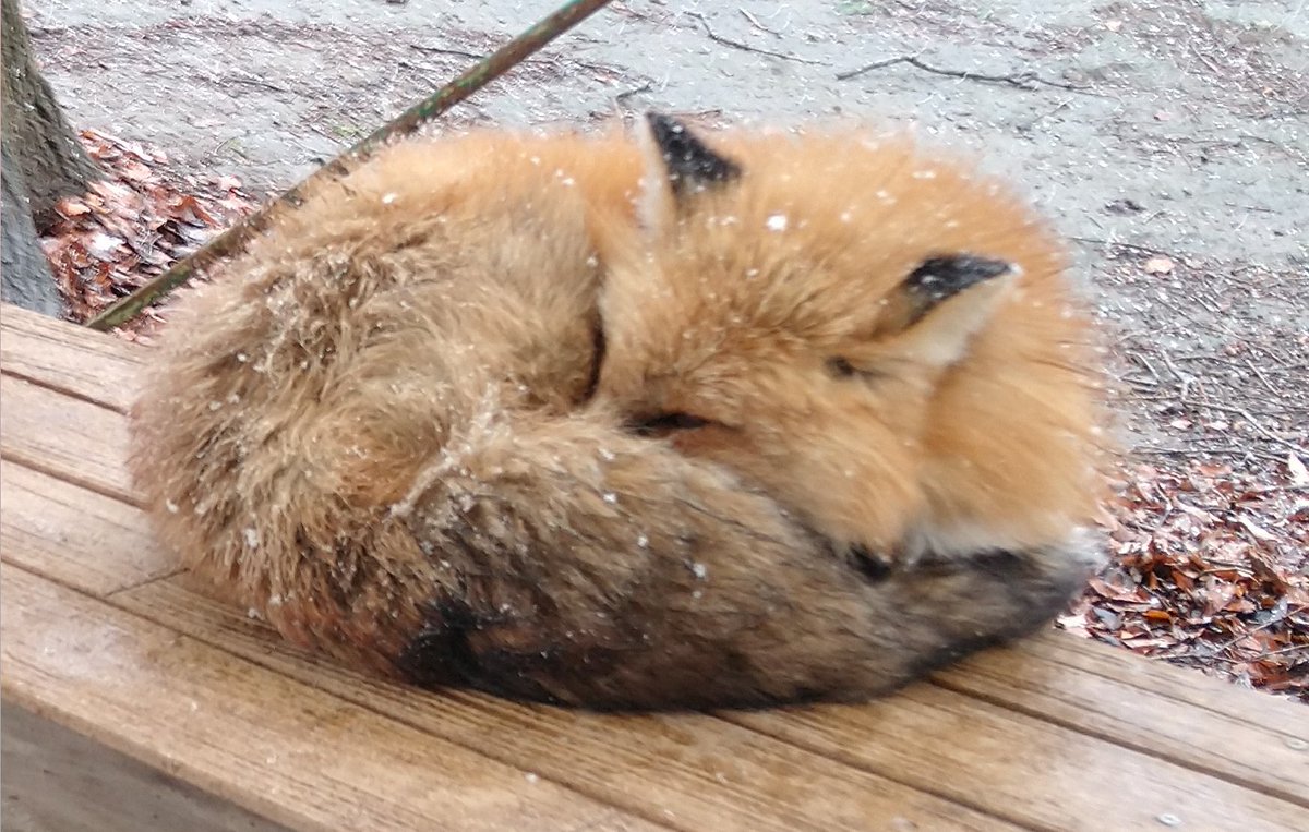 TaKa-P@もふもふピッチリ tweet media