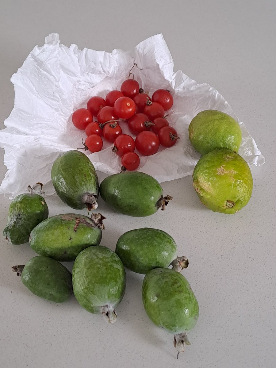 Kids up the road are selling fruit from their garden for pocket money. This little lot cost me $3. Nice.