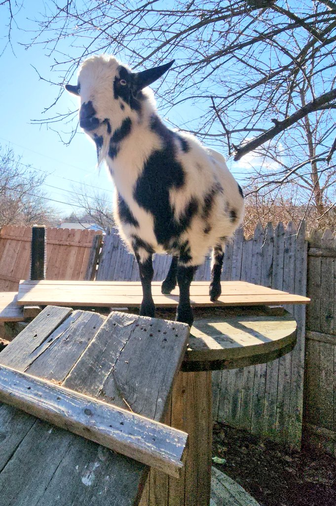 🐐Winston🌈Thatcher🌈Domino, Walnut, Jasper🐐 tweet media