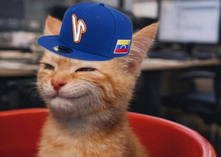 Donald Cat 🧶🇺🇲 tweet media