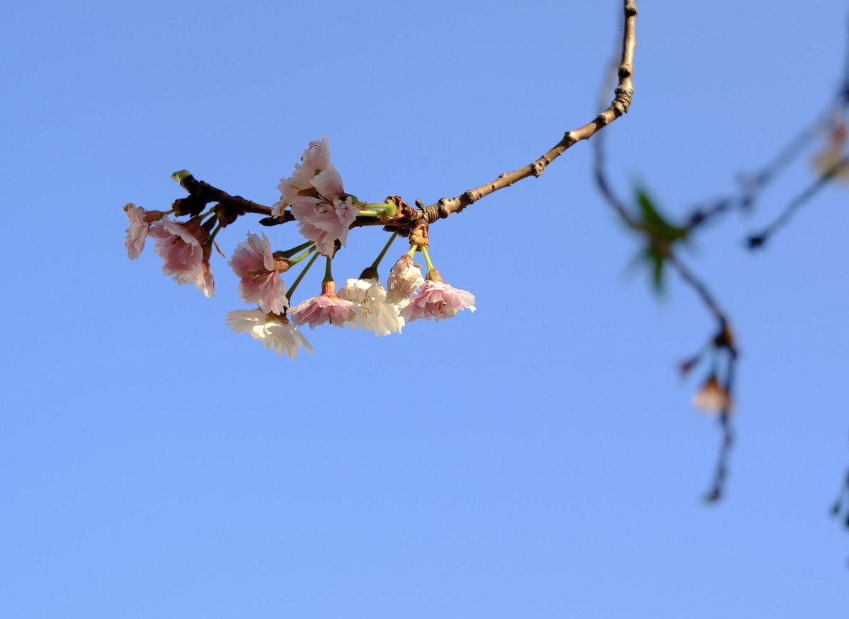 S.snafkine tweet media