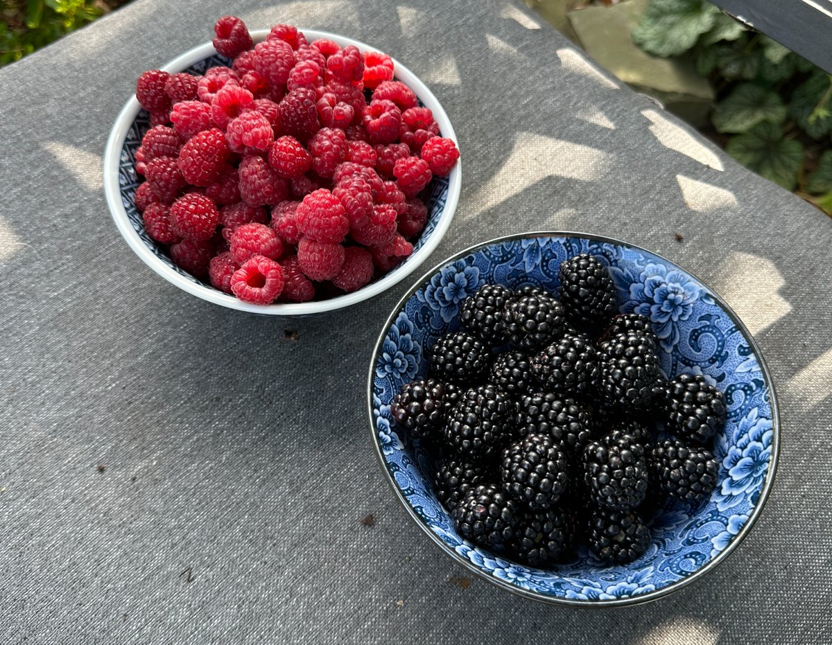 Stark Bro's tweet media