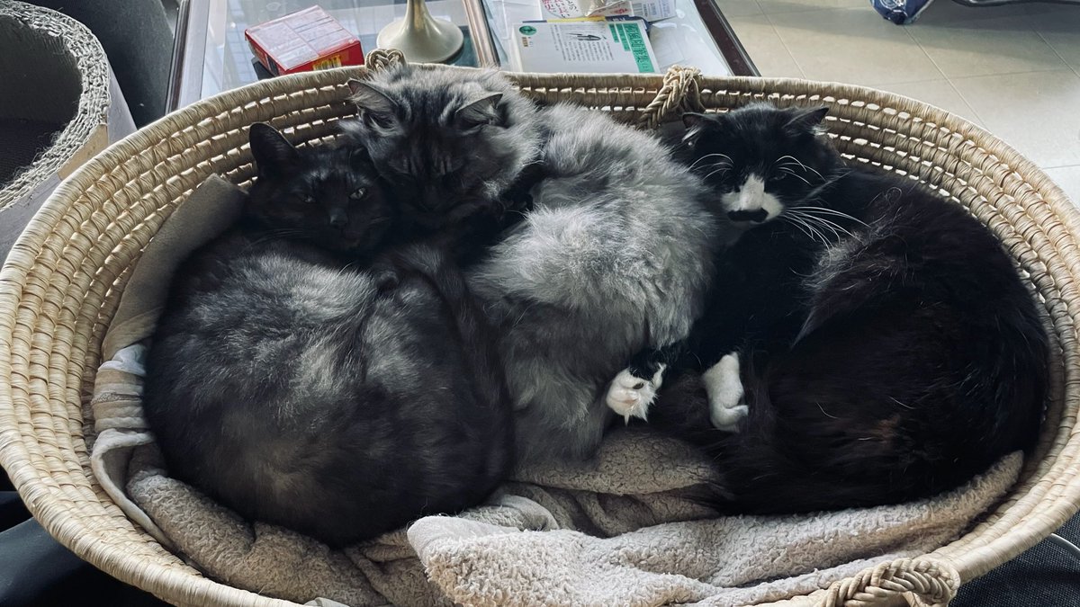 猫教授 tweet media