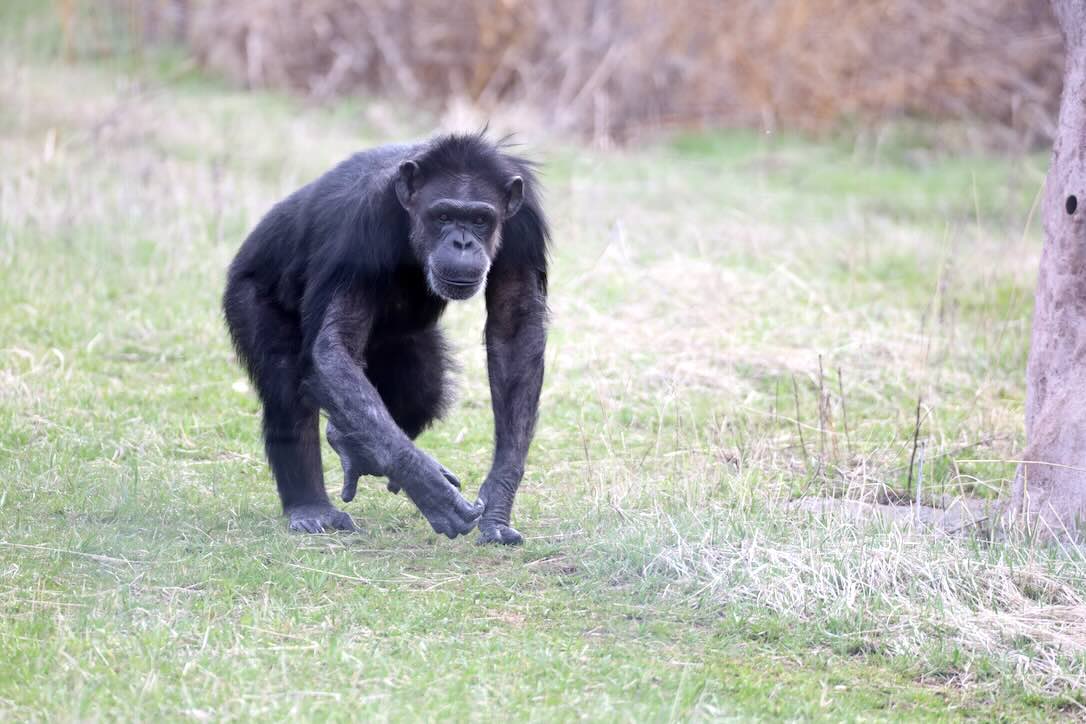 Chimpanzee Sanctuary Northwest tweet media