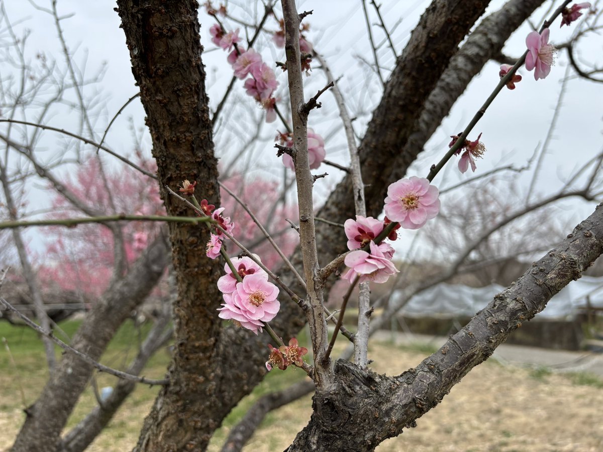 きょーこ tweet media