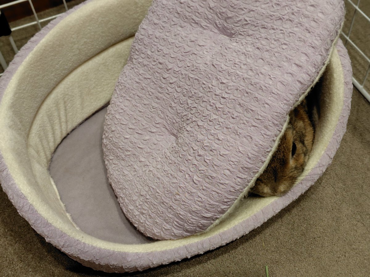 外で大きな音がしてびっくりして隠れちゃった🐰💦 #うさぎ