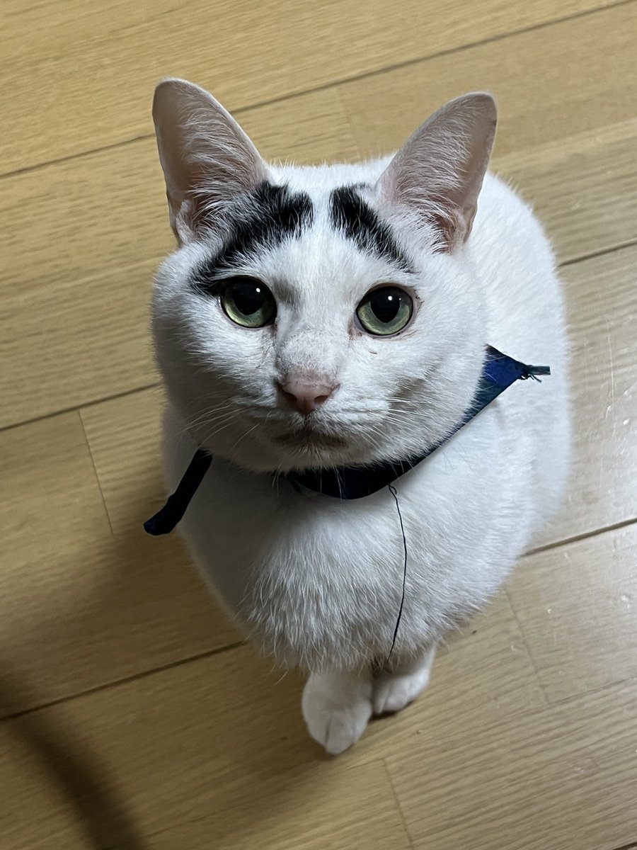 ドランスカーゴ tweet media