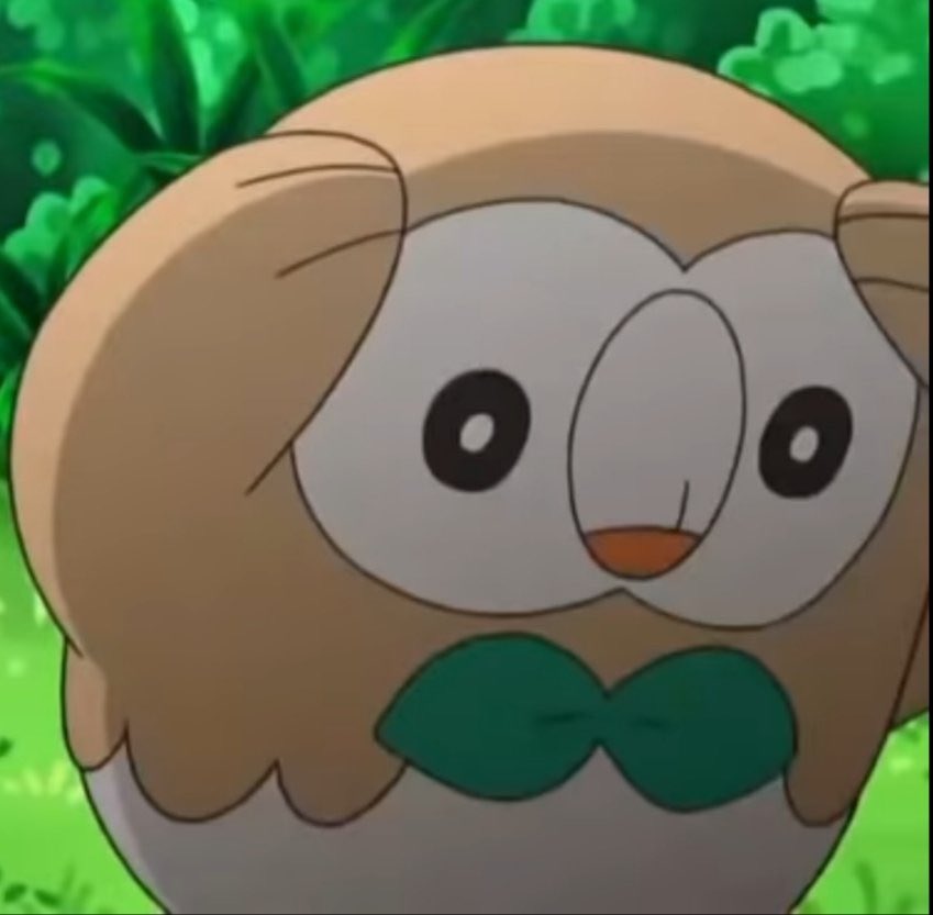 RareExoticBird tweet media