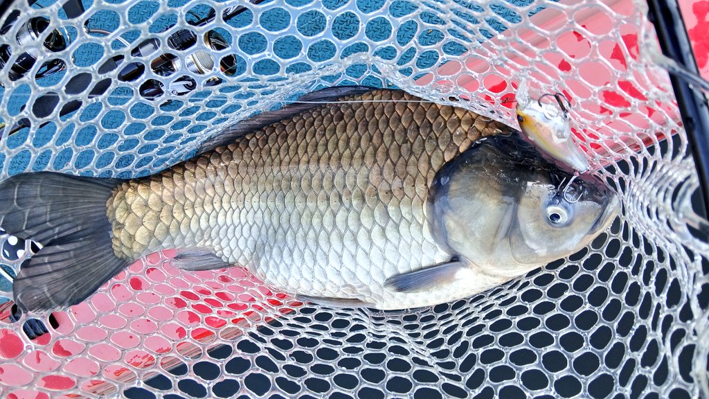 ういだじるう tweet media