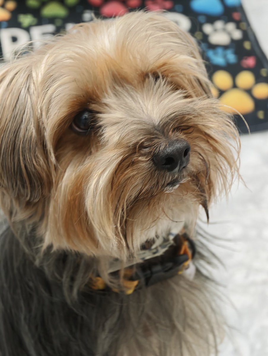 NikolasBVB tweet media