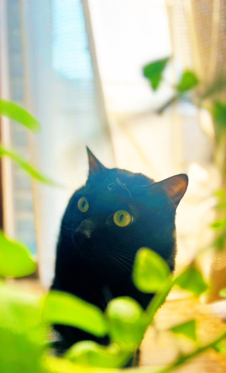 izu0729's tweet photo. 朝日を浴びるとろろちゃん🐈‍⬛

#とろろちゃん　#猫　#ねこ　#ネコ　#黒猫　#cat #おはよう https://t.co/UXg4tZ0Krr