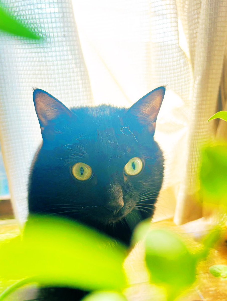 izu0729's tweet photo. 朝日を浴びるとろろちゃん🐈‍⬛

#とろろちゃん　#猫　#ねこ　#ネコ　#黒猫　#cat #おはよう https://t.co/UXg4tZ0Krr