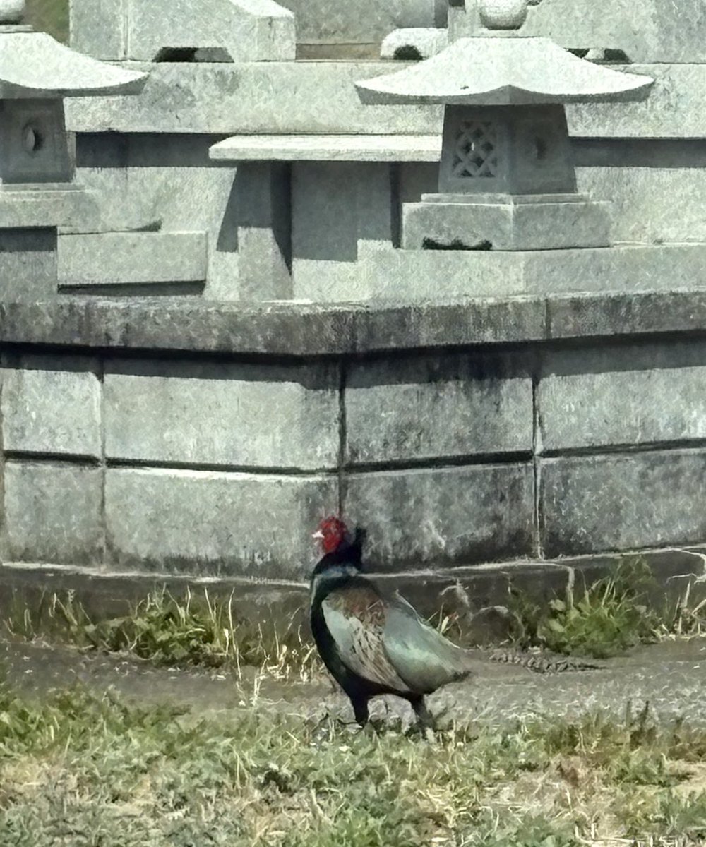 ラグ【桜 健太】 tweet media