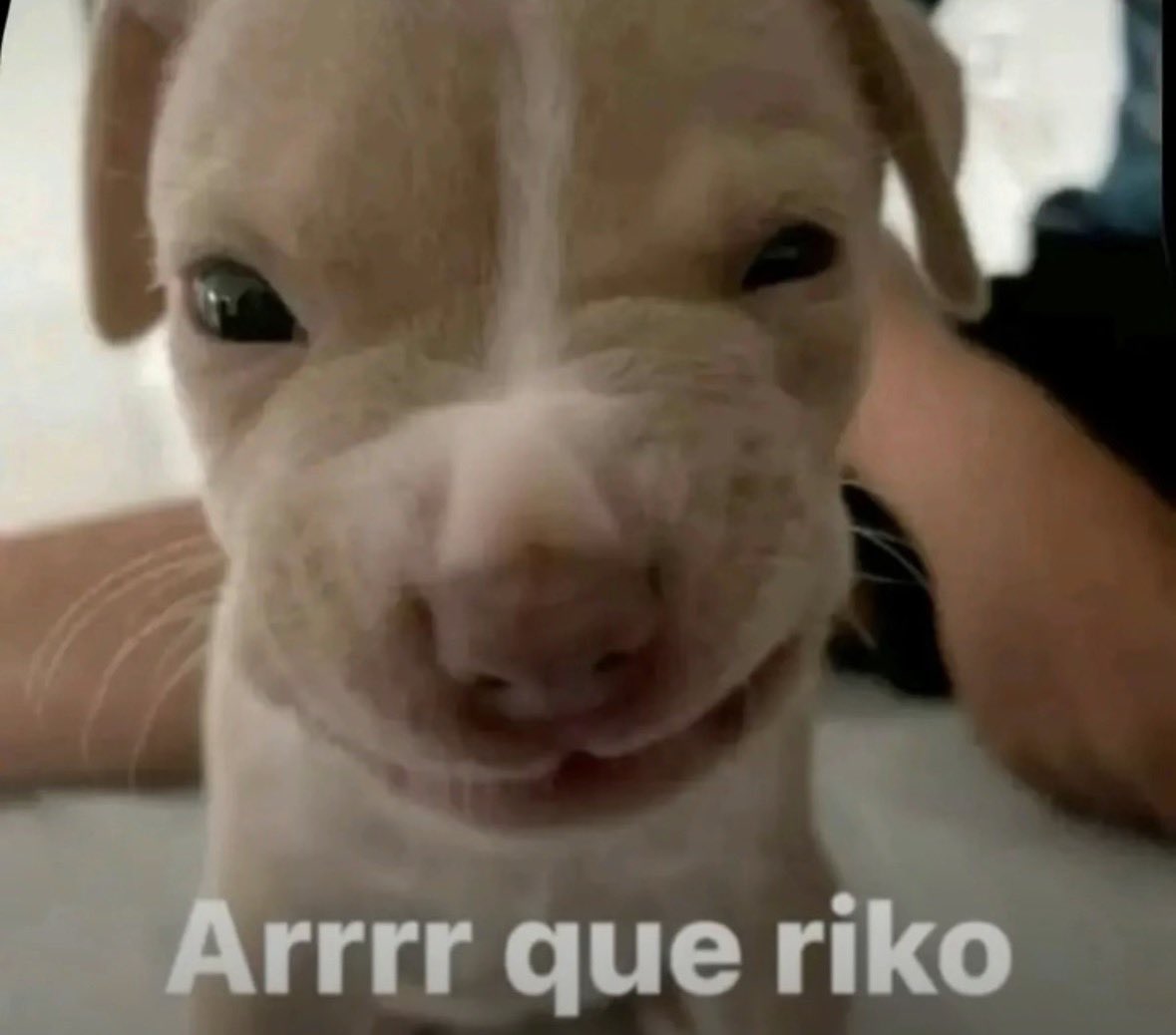 bbingu5's tweet image. mango #matcha 🥭..!