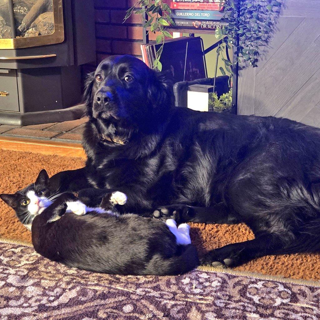 CINEMORPH tweet media