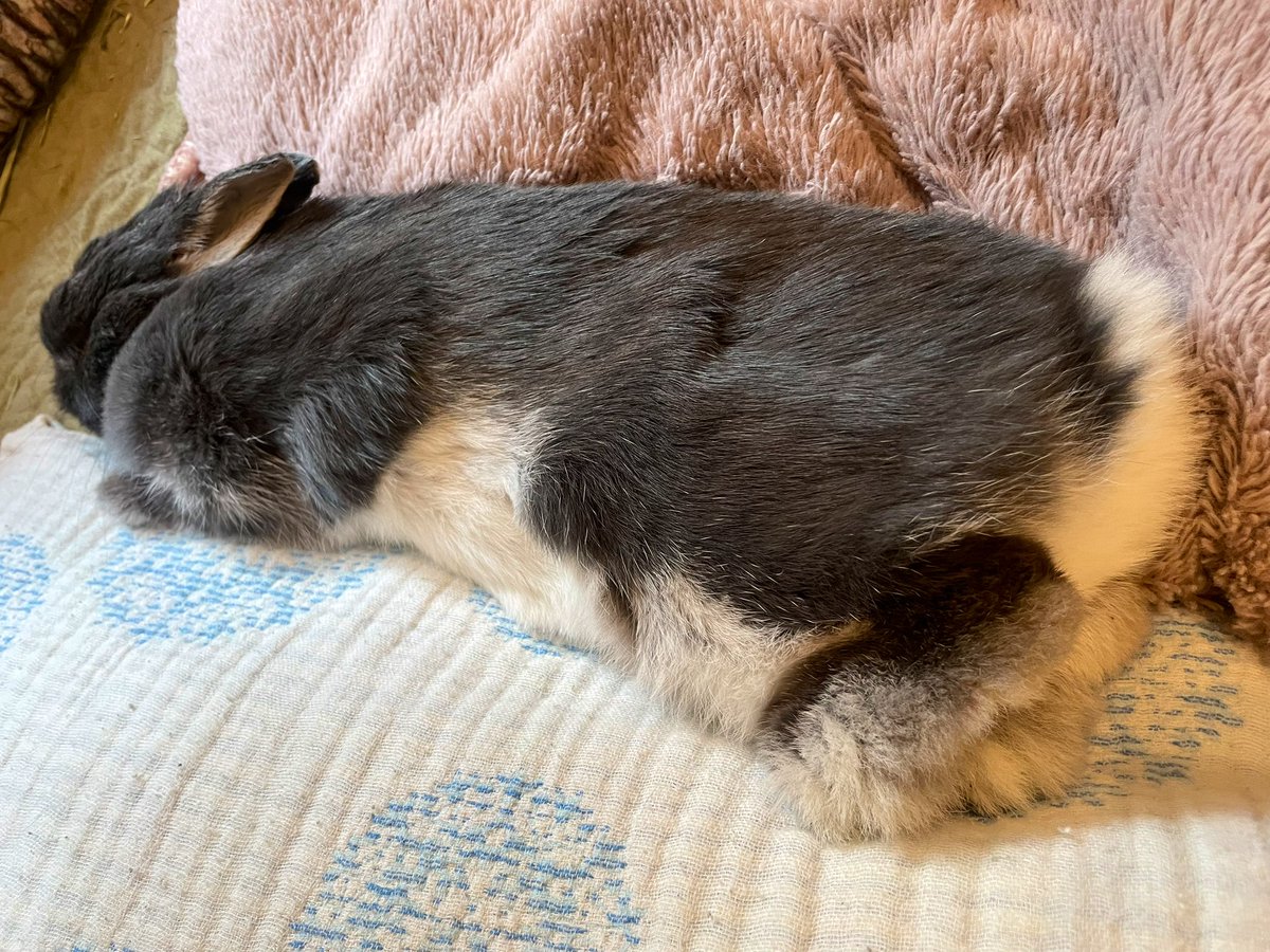 うさぎのすず tweet media