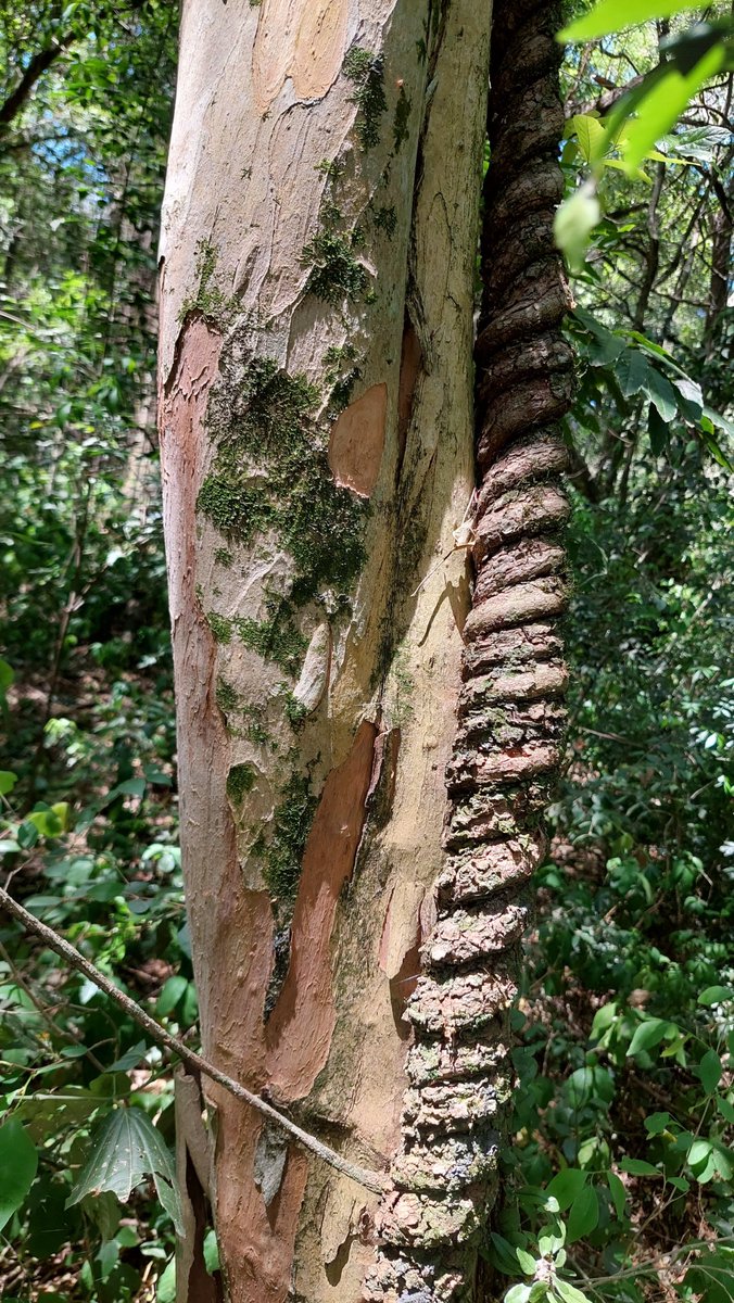 Hoy es el día internacional de los bosques.
Santa Fe es una provincia de bosques.
Ojalá algún día dejemos de ignorarlo, enseñemos nuestro material forestal en cada escuela y sobre todo, recorramos mucho nuestro norte boscoso.
