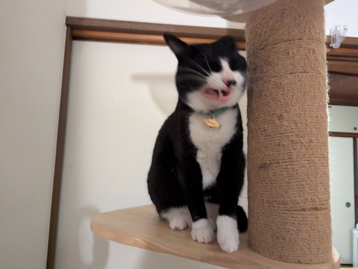 Dragon Wasabi Potato ドラゴンワサビポテト tweet media