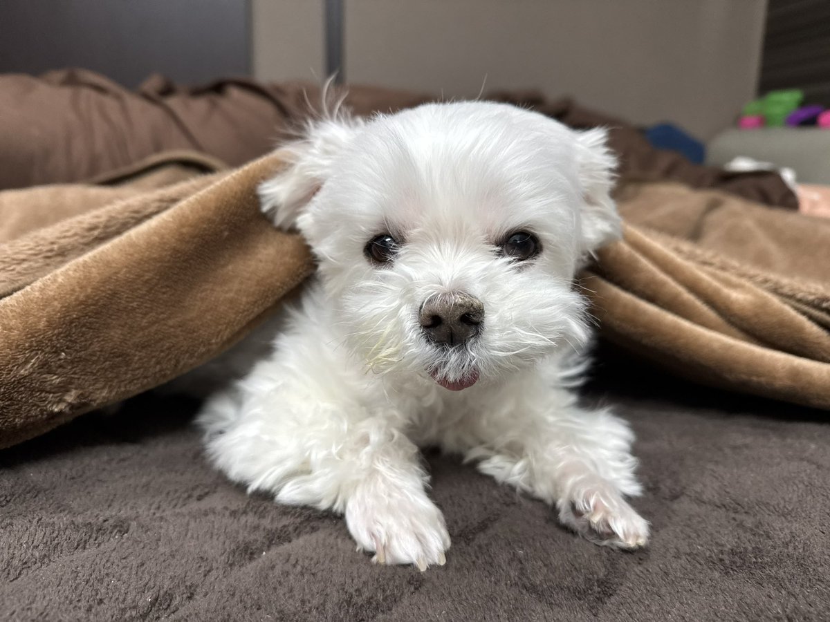 マルチーズのナナ tweet media