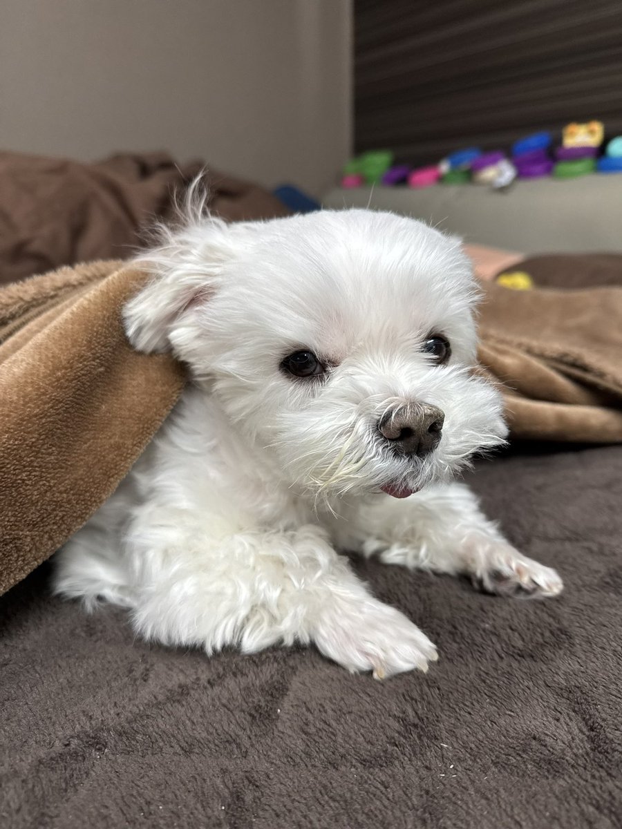 マルチーズのナナ tweet media