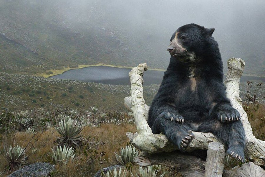 LoBuenoDeCol's tweet photo. Oso de anteojos en el Parque Nacional Natural Chingaza

Hermosa fotografía publicada por 
@RevistaSemana
 en julio de 2018

#ColombiaMagnífica 

https://t.co/5xee8DpoM6 https://t.co/df3C6aR5Rn