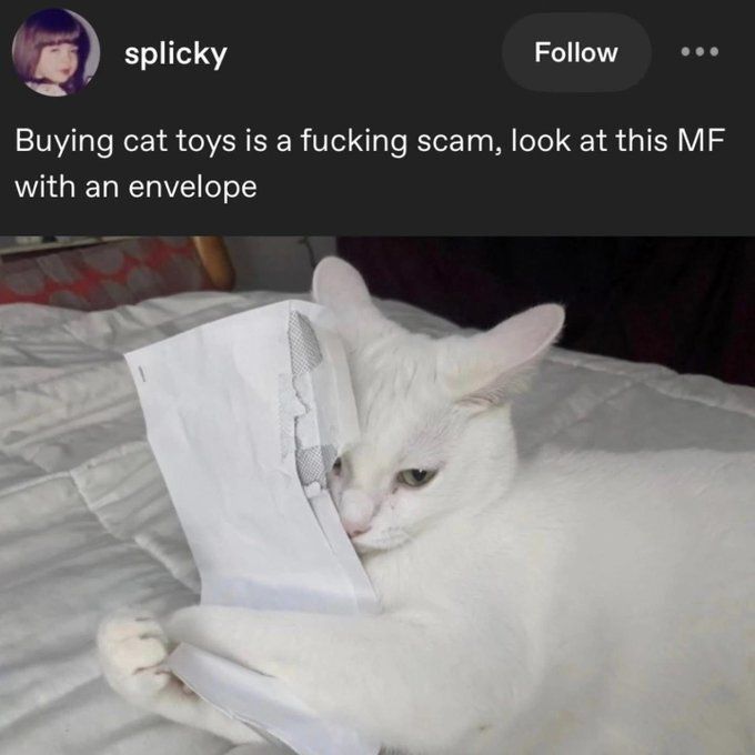 Cat TikToks tweet media