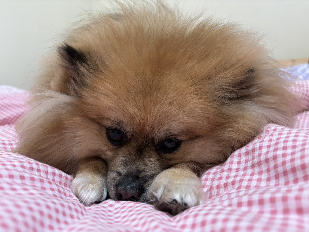 ⋆.𐙚 ̊ tweet media