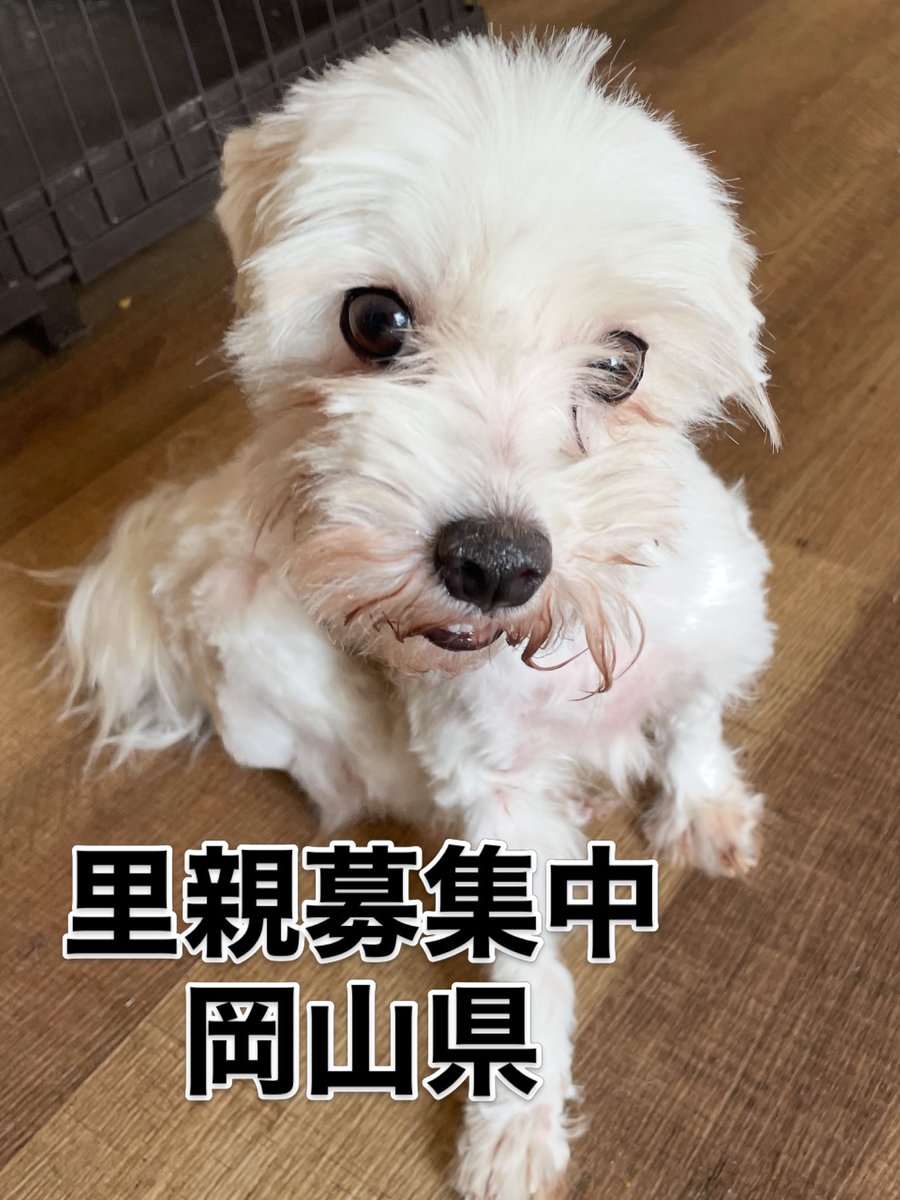 Dog and Cat CASSY tweet media