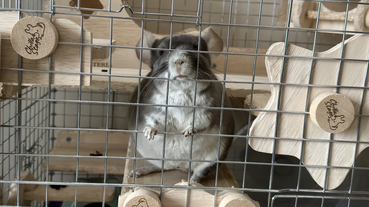 ペペロンチーノくん tweet media