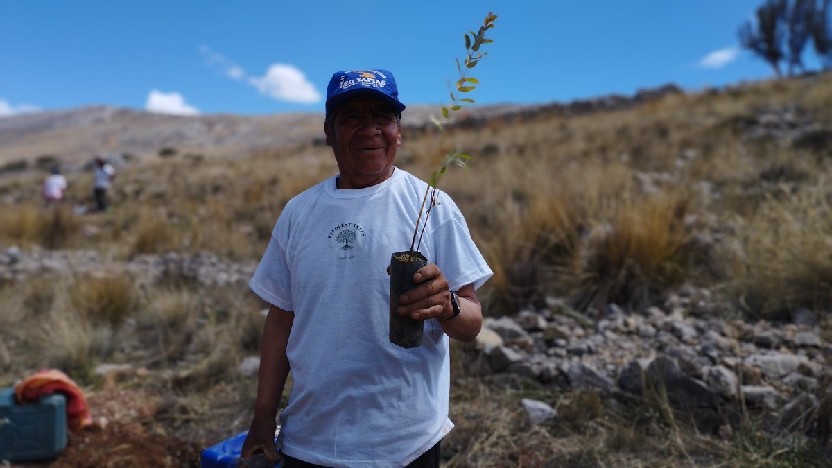 Reforest Trees tweet media