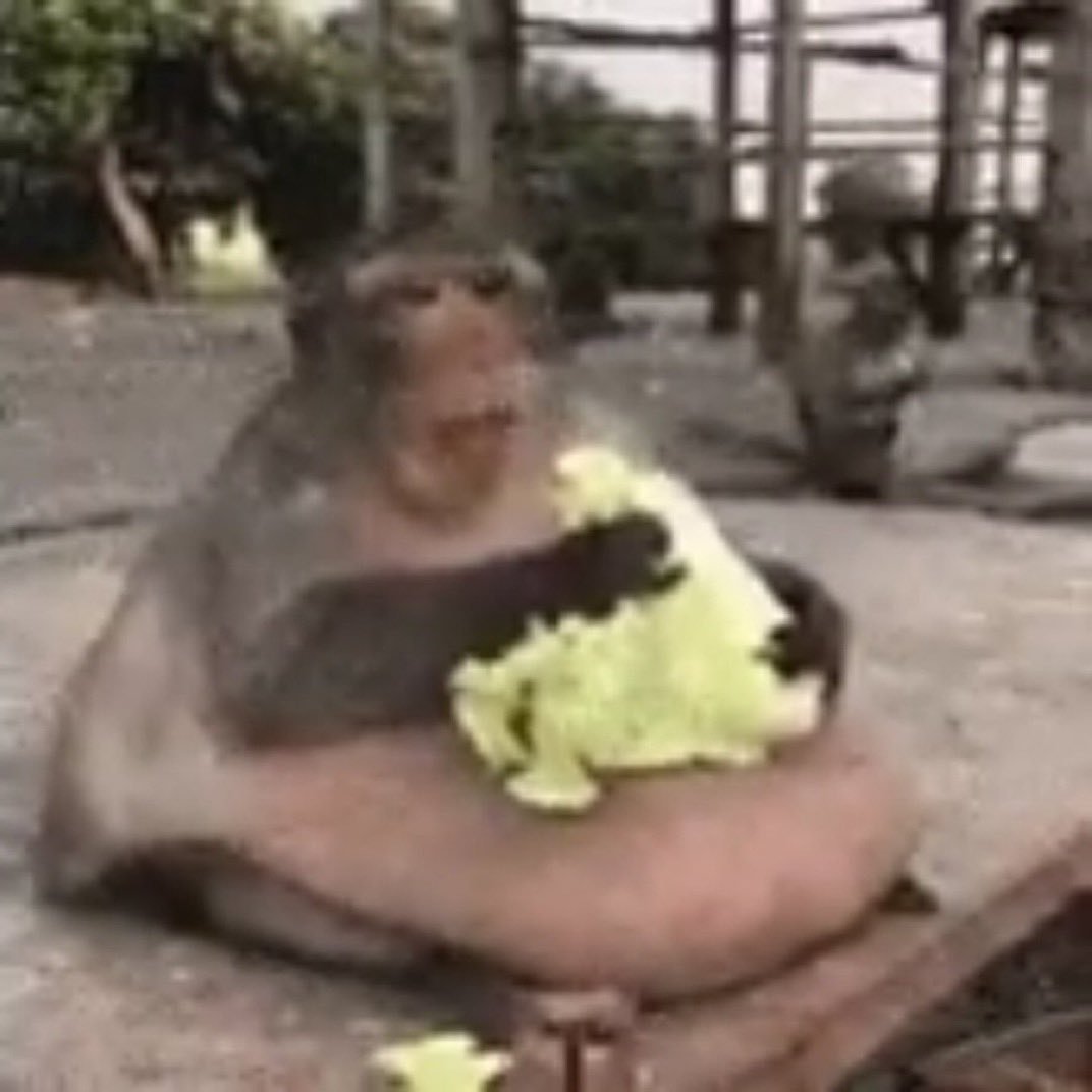 Mijando com o caso chapel roan