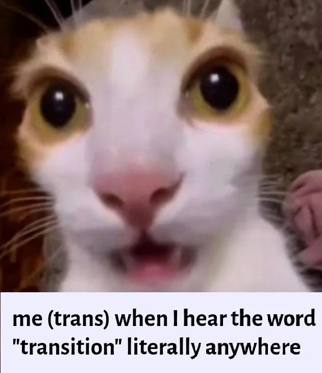 WillowTheFoxΘΔ🏳️⚧️🐾Pawbz are cute!🐾 tweet media