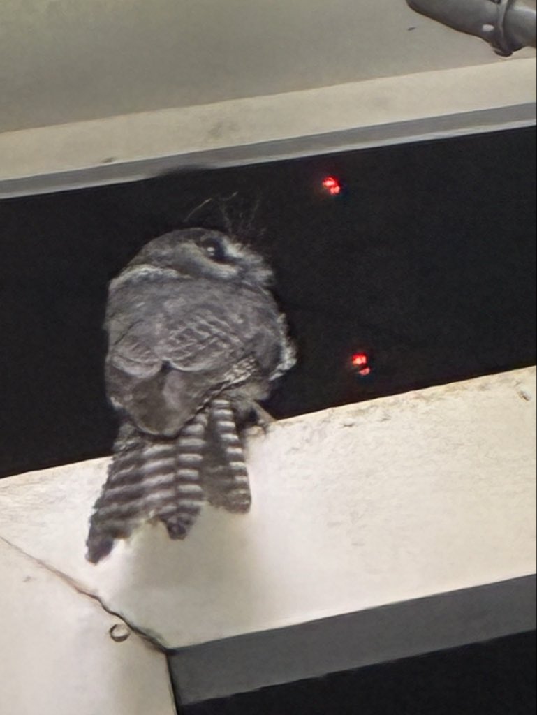 John Passfield tweet media