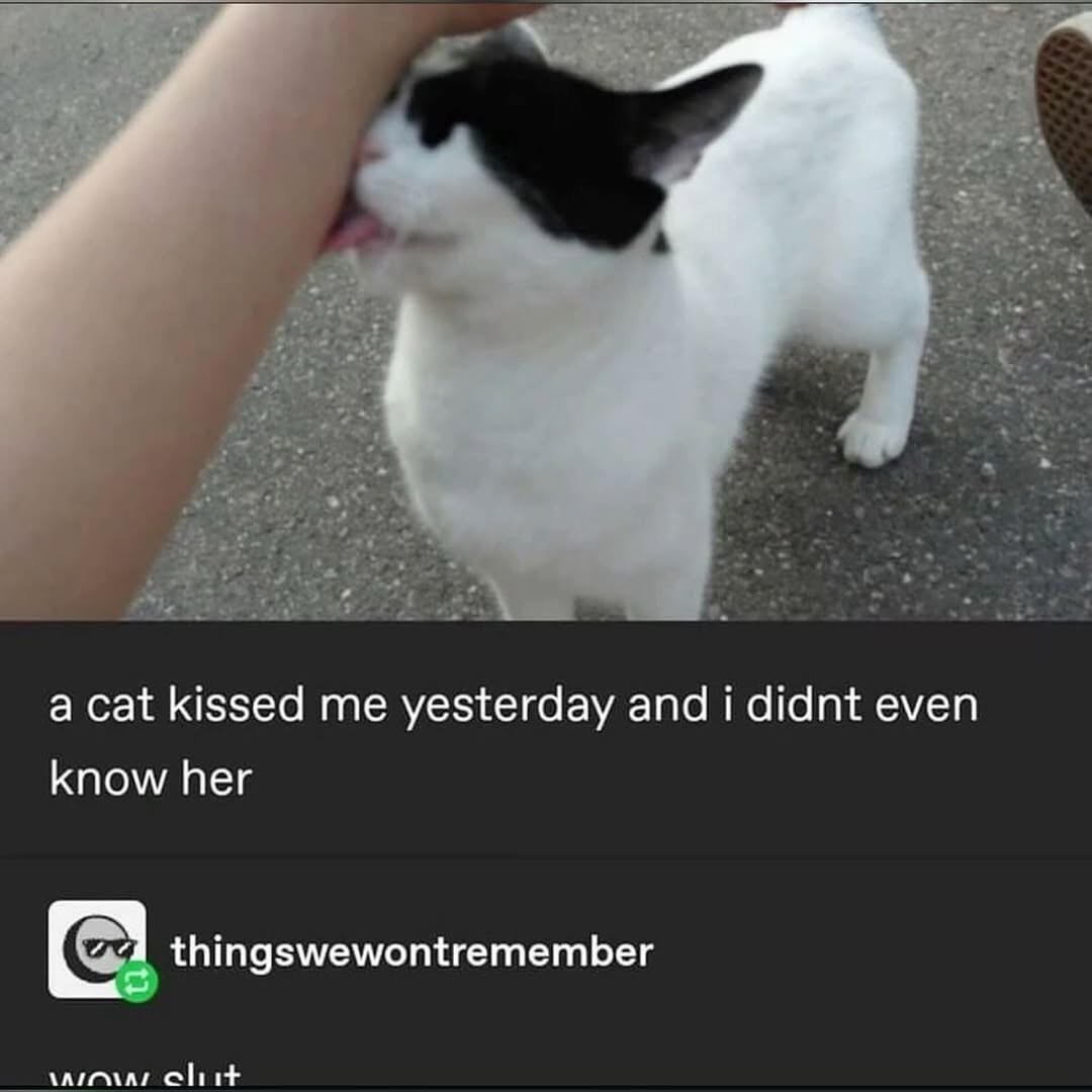 smol silly cat tweet media