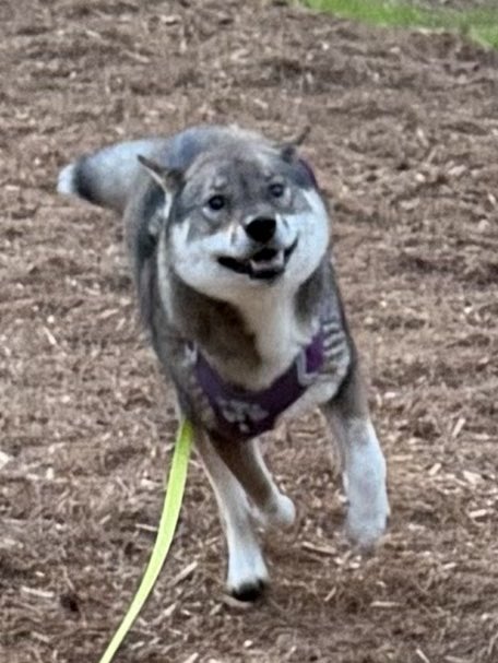 kichitada tweet media