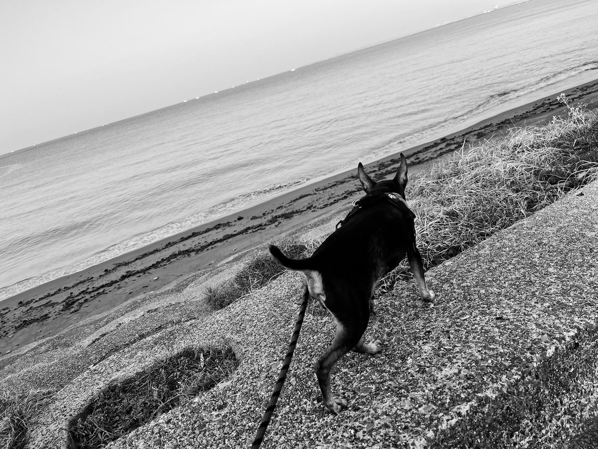 Spider Tetsu X tweet media