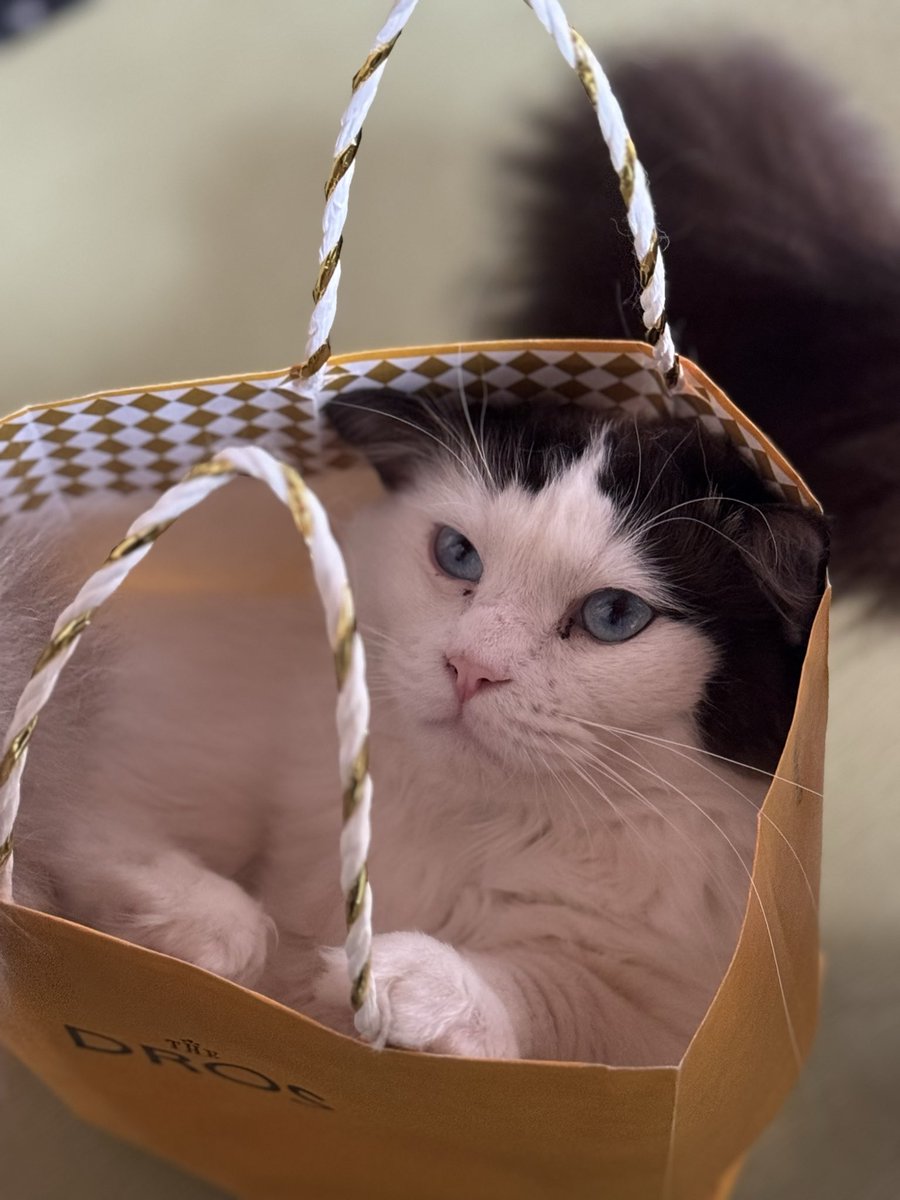 岡山バー BAR Sheep Jester tweet media