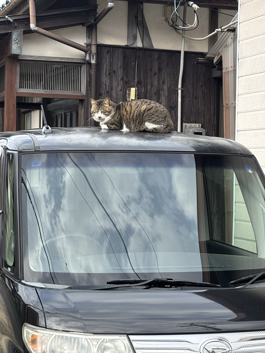 シートン tweet media