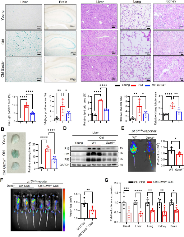 Waggoner Lab tweet media