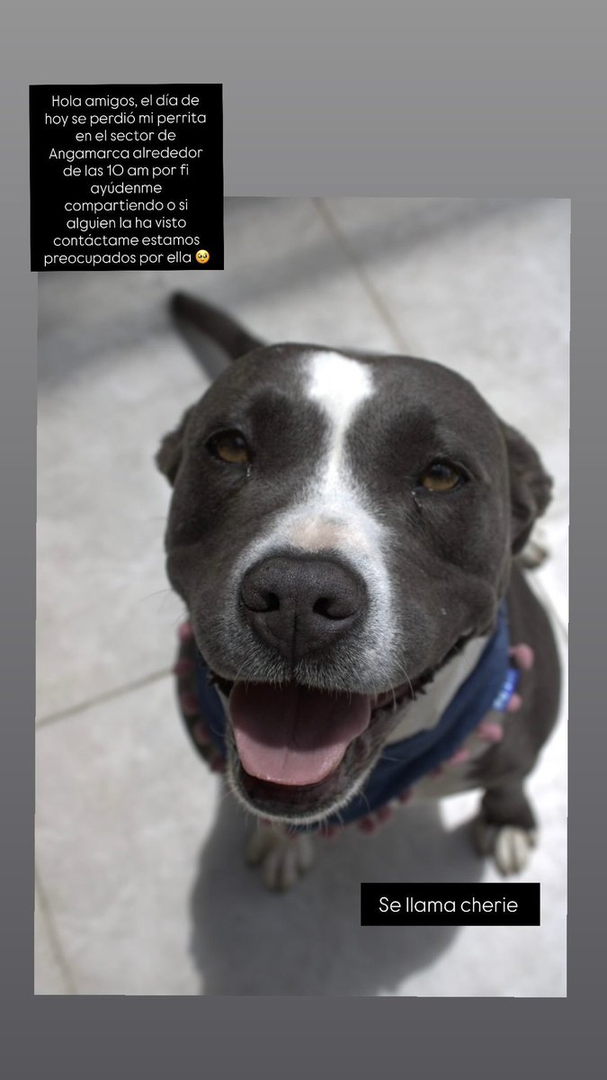 Alerta me perdi tweet media