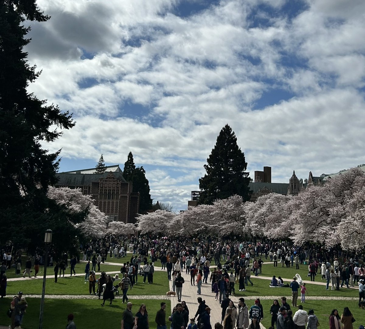 Cherry blossoms and some sun!