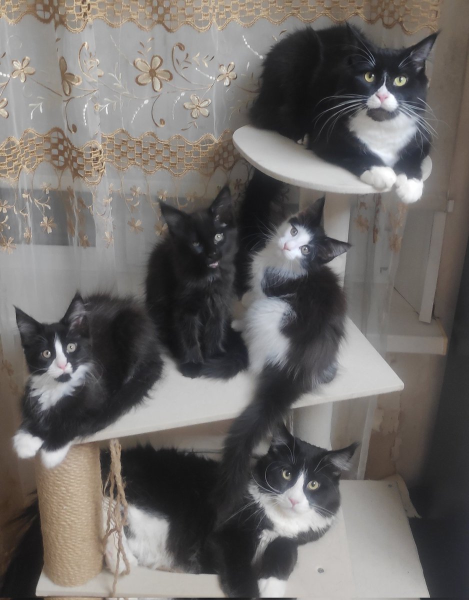 Тень кота tweet media