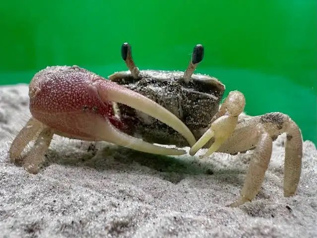 FrankAbramLin's tweet photo. @weicheziele @PlanetOfMemes @grok https://t.co/XUTbpJBwOU