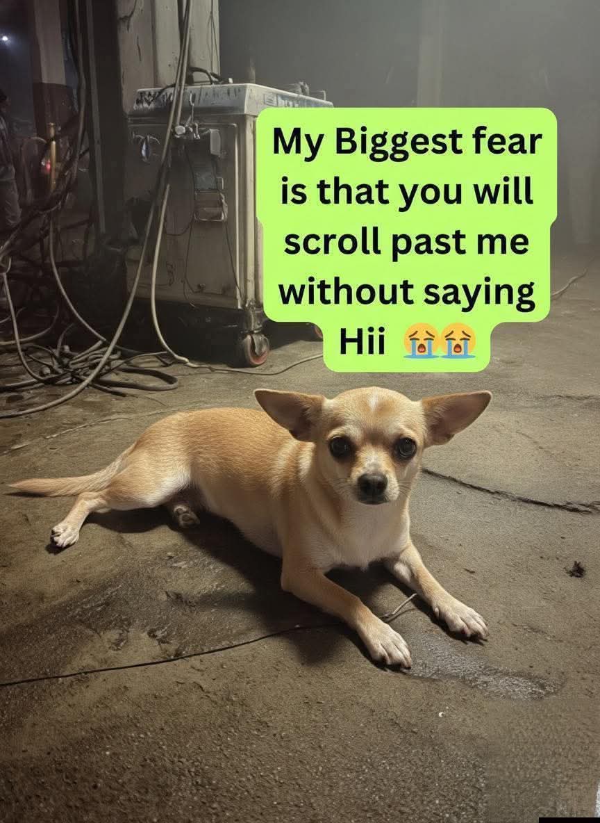 Popularpuppies © tweet media