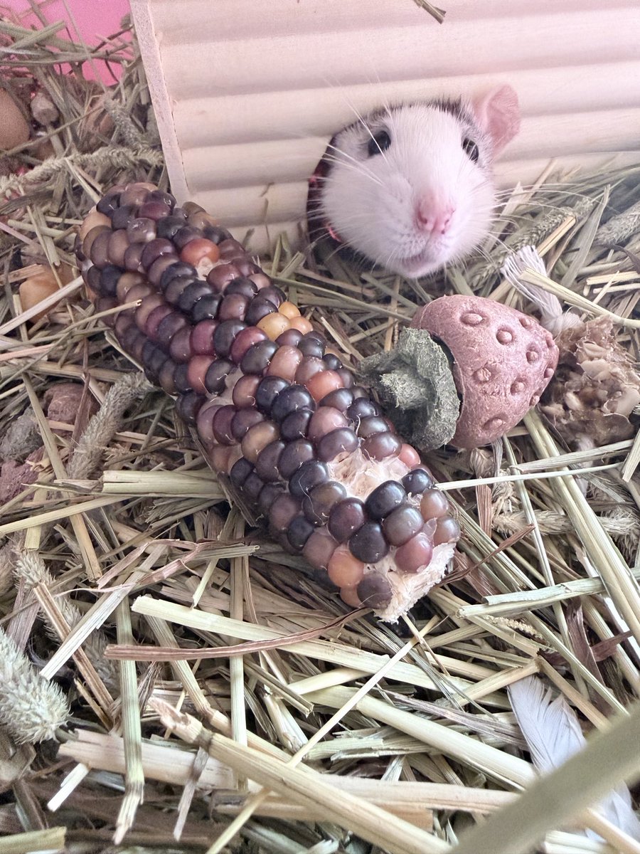 さとみん❤️‍🩹 tweet media