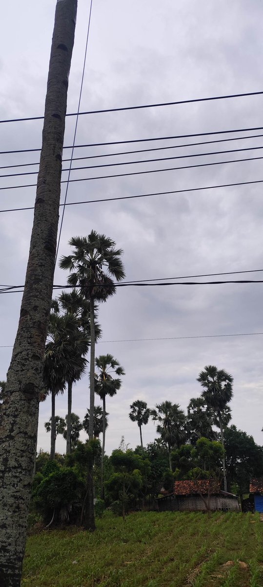 muchlis a rofik tweet media