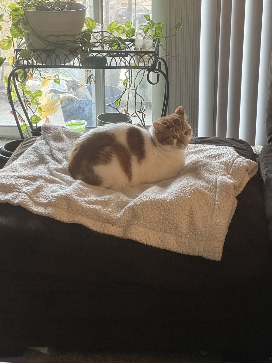 oranglilboi1's tweet image. No vacuum I’m trying to loaf