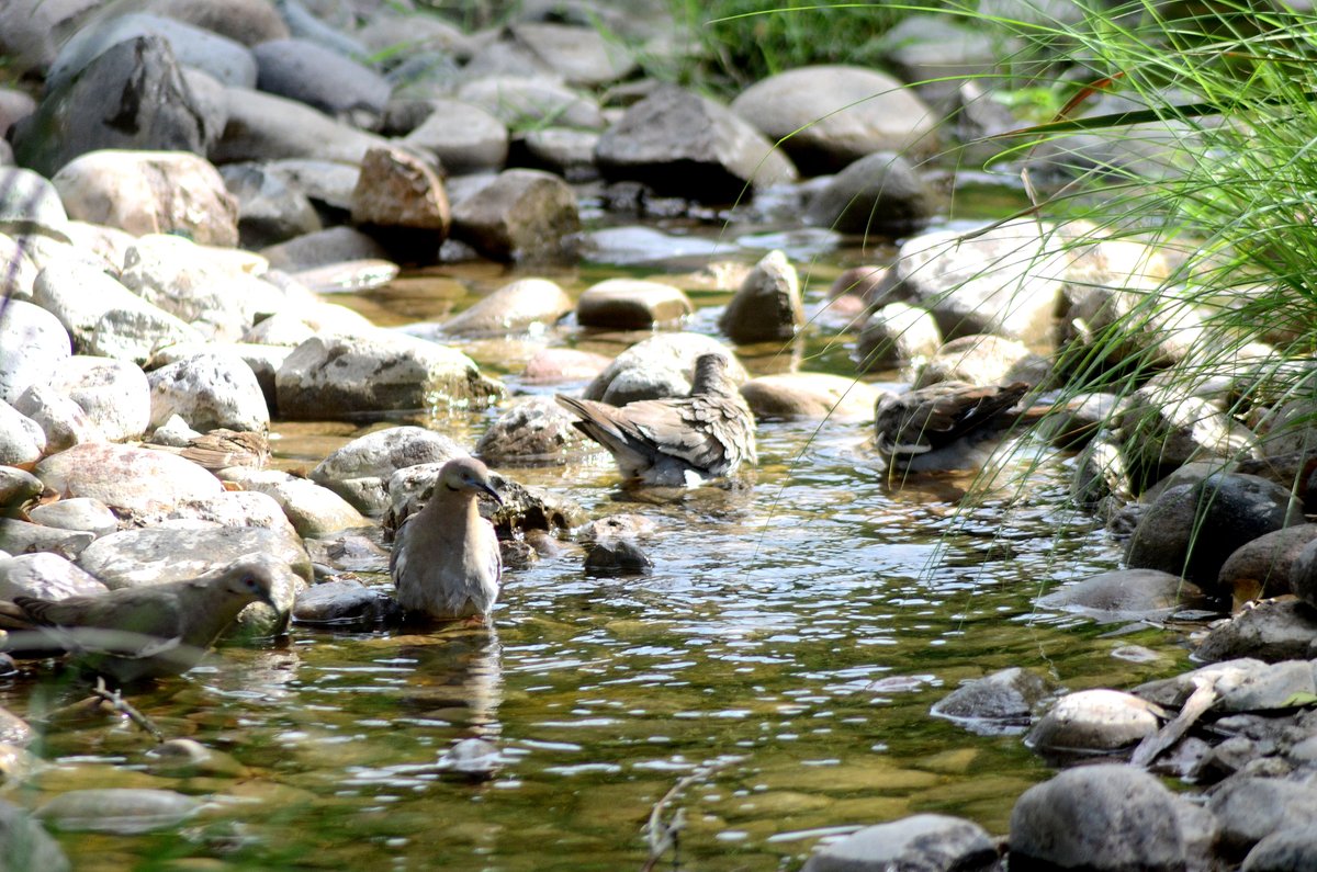 El Sol de Hermosillo tweet media
