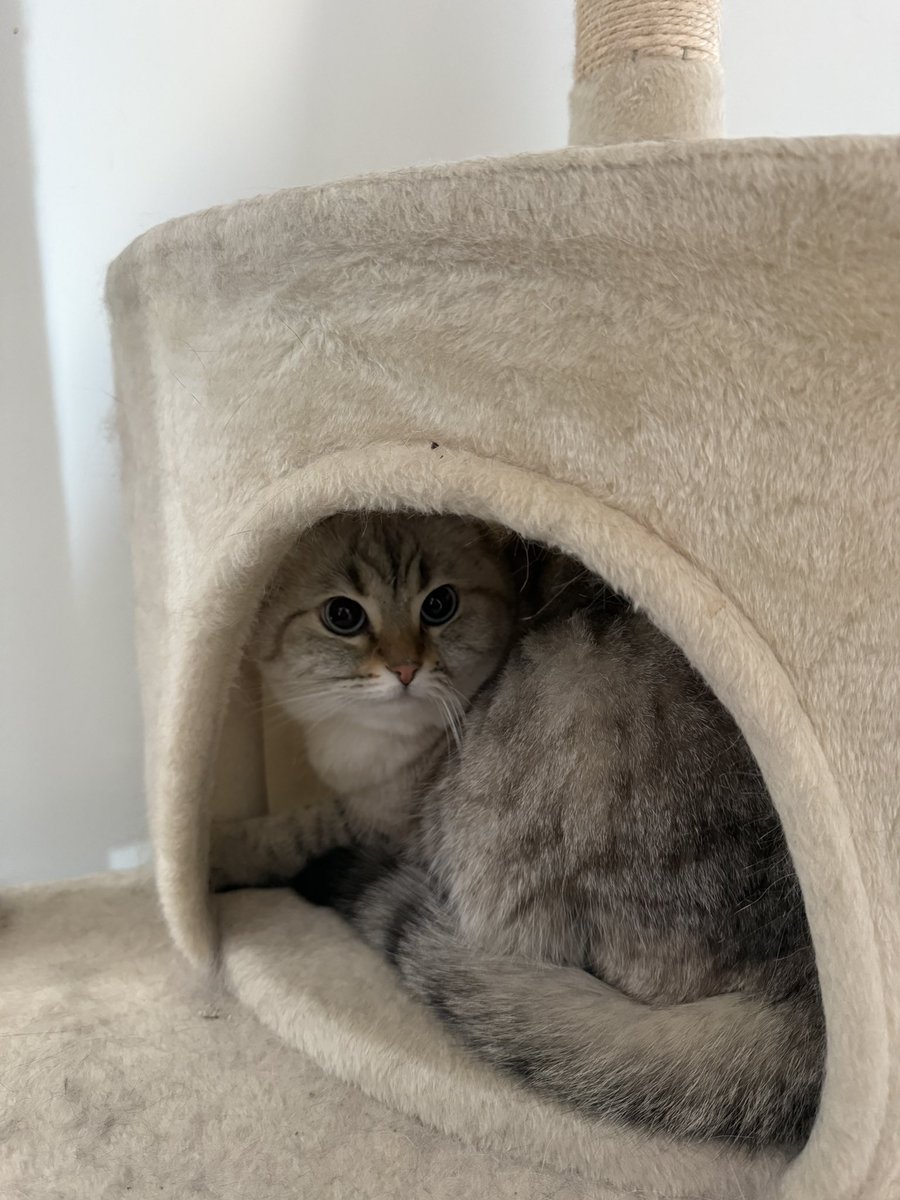 gubagina tweet media